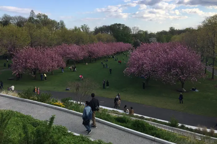 A photo of cherry blossoms at Brooklyn Botanical Gardens